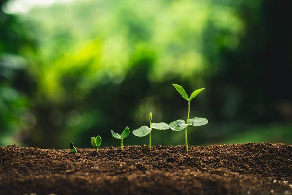 Semences Plantation Croissance Des Arbres Les Graines Germent Sur Des — Photo