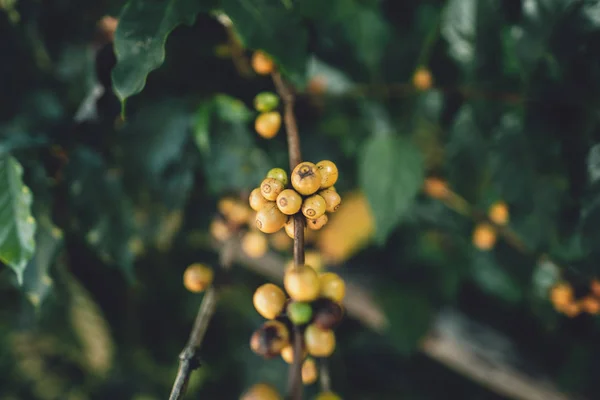 Granos Café Cereza Amarilla Arábica Naturaleza —  Fotos de Stock