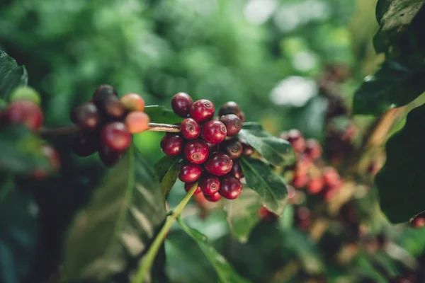 Granos Café Rojo Cereza Arábica Naturaleza —  Fotos de Stock