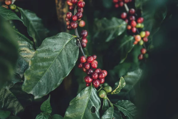 Grãos Café Vermelho Cereja Arabica Natureza — Fotografia de Stock