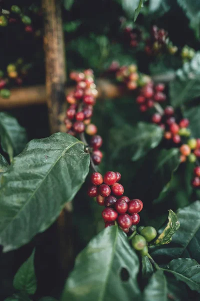 赤桜コーヒー豆アラビカ種の自然 — ストック写真