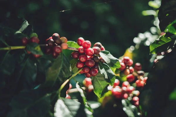 Grains Café Cerise Rouge Arabica Dans Nature — Photo