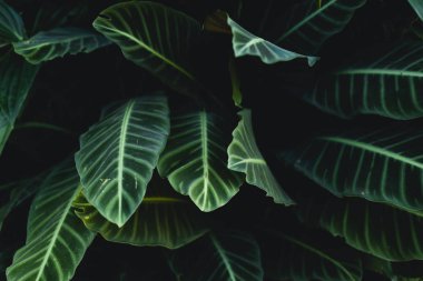 Karanlık yeşillik arka plan koyu yeşil yaprakları