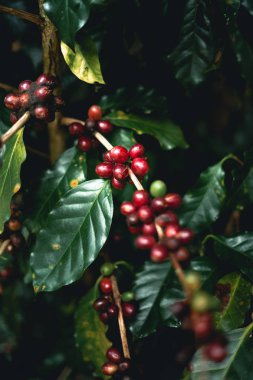 Kırmızı Kiraz kahve çekirdekleri Arabica olarak doğa