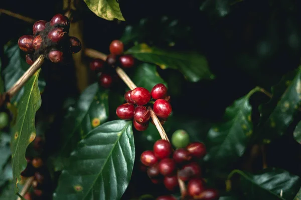 Red Cherry Ziaren Kawy Arabika Natura — Zdjęcie stockowe