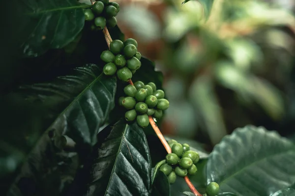 Grãos Café Vermelho Cereja Arabica Natureza — Fotografia de Stock