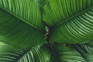 Karanlık yeşillik arka plan koyu yeşil yaprakları