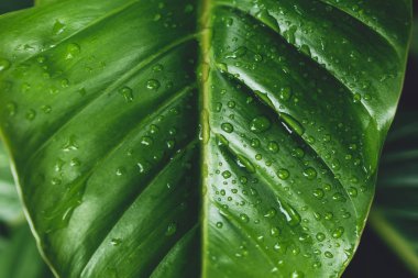 Karanlık yeşillik arka plan koyu yeşil yaprakları