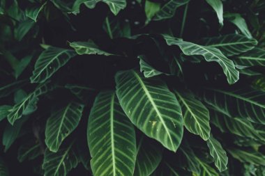 Karanlık yeşillik arka plan koyu yeşil yaprakları