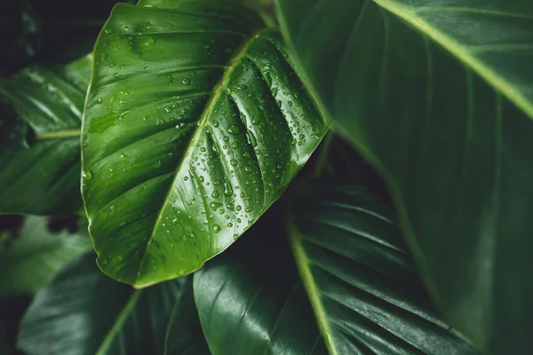 Dark Foliage background Dark green Leaves