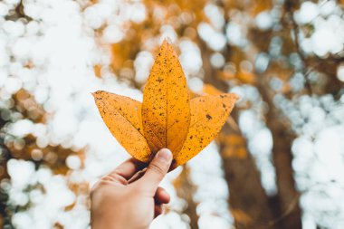 Sarı sarı ağaç sezon sonbahar yaprak 