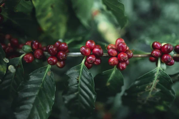 Rote Kirsche Kaffeebohnen Arabica Der Natur — Stockfoto