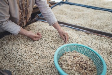 Parşömen kahve kuru fasulye kahve, kahve evin içinde kurutma