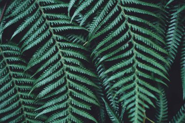 Eğreltiotu yaprakları koyu yeşil ve soğuk ayrıntı yaprak