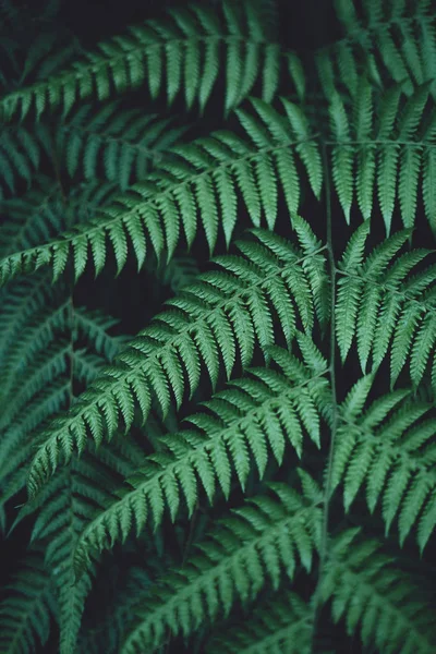 Fern Listy Tmavě Zelené Studené Detail Listů — Stock fotografie