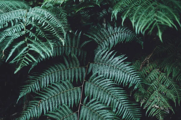 Follaje Helecho Hoja Verde Oscuro Frío — Foto de Stock