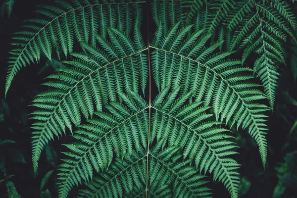 シダの葉葉暗い緑と寒さの詳細 — ストック写真