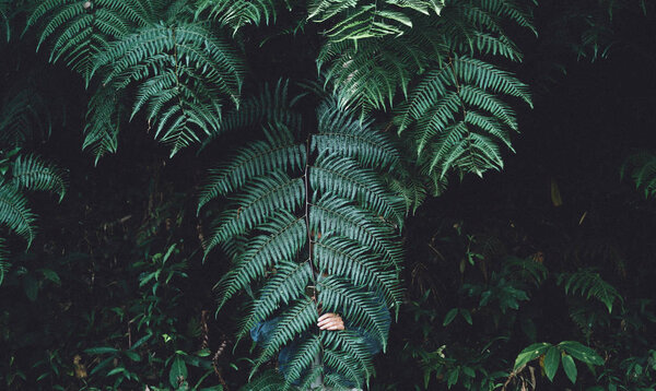 Fern foliage Dark green and cold detail leaf