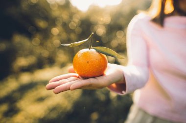 Portakal Bahçe ışık altın akşam elinde 