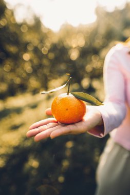 Portakal Bahçe ışık altın akşam elinde 