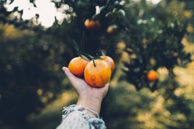 Portakal Bahçe ışık altın akşam elinde 