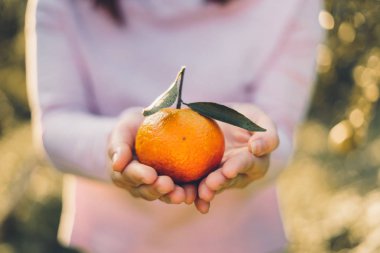 Portakal Bahçe ışık altın akşam elinde 