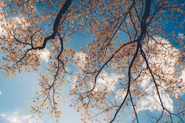 Branches Feuilles Orange Printemps Ciel Bleu — Photo