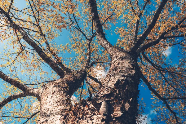 Branches Feuilles Orange Printemps Ciel Bleu — Photo