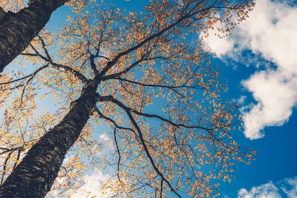 Branches Feuilles Orange Printemps Ciel Bleu — Photo