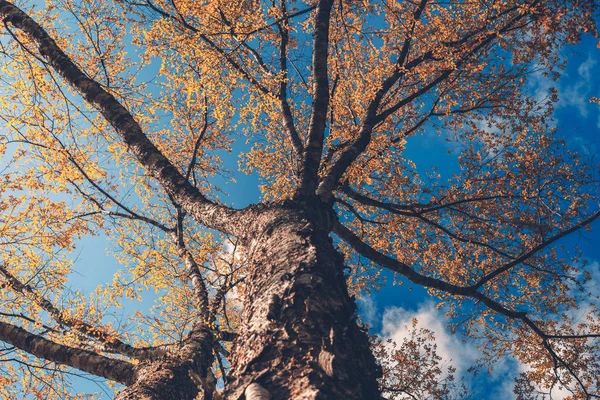 Branches Feuilles Orange Printemps Ciel Bleu — Photo