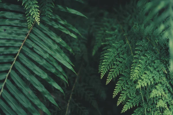 シダの葉葉暗い緑と寒さの詳細 — ストック写真