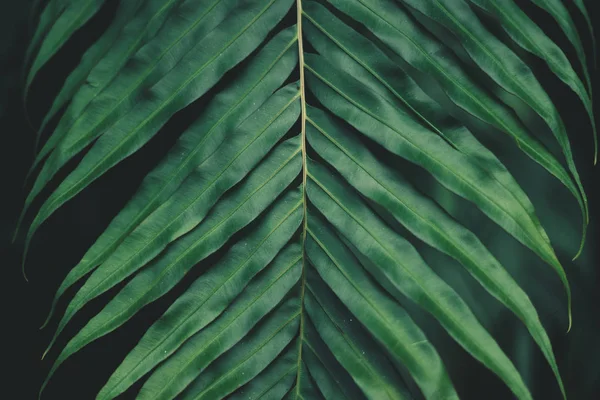 蕨类植物叶深绿色和冷的细节叶子 — 图库照片