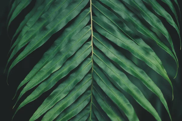 Folhagem Samambaia Folha Verde Escura Fria — Fotografia de Stock