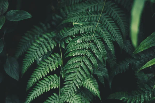 蕨类植物叶深绿色和冷的细节叶子 — 图库照片