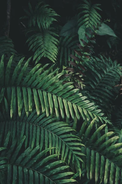 Fern Listy Tmavě Zelené Studené Detail Listů — Stock fotografie