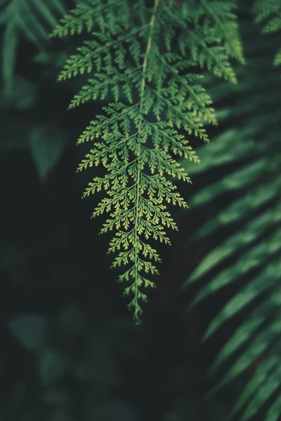 어두운 녹색과 차가운 — 스톡 사진