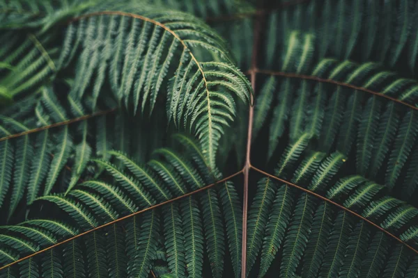 Follaje Helecho Hoja Verde Oscuro Frío — Foto de Stock