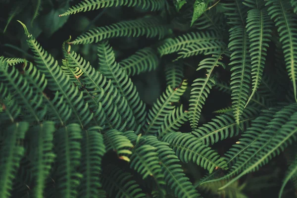 Листья Папоротника Темно Зеленые Холодные — стоковое фото