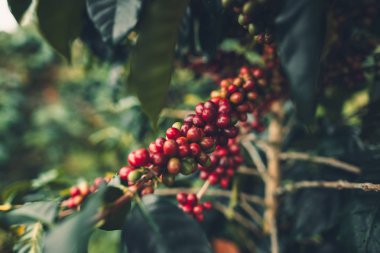 kiraz kahve kaliteli kırmızı kahve çekirdekleri coşkulu kahve ağacı