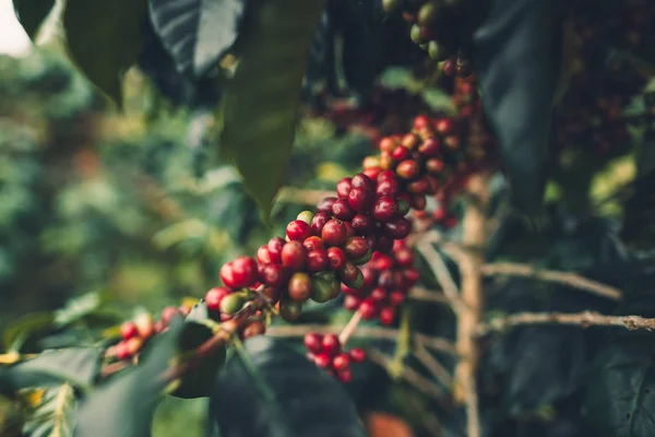 Café Cereza Buena Calidad Granos Café Rojo Árbol Café Exuberante —  Fotos de Stock