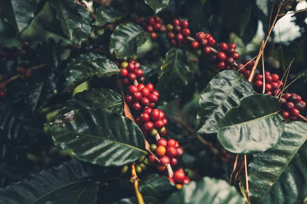 Wiśniowa Kawa Dobrej Jakości Czerwona Fasola Kawa Żywiołowy Kawowca — Zdjęcie stockowe