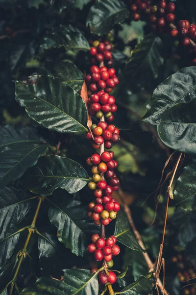 Café Cereza Buena Calidad Granos Café Rojo Árbol Café Exuberante —  Fotos de Stock