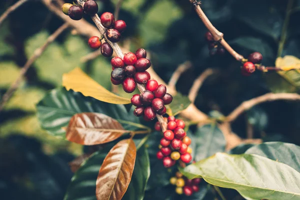 Café Cereza Buena Calidad Granos Café Rojo Árbol Café Exuberante —  Fotos de Stock