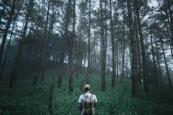 Floresta Escura Névoa Turística Selvagem Árvores — Fotografia de Stock