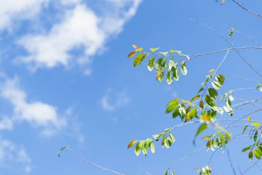 Gökyüzü mavi ve bulutlar yaprakları bahar
