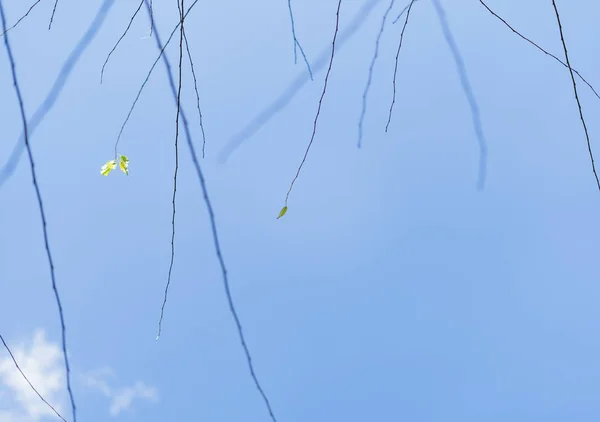 Himmel Blau Und Wolken Frühlingsblätter — Stockfoto