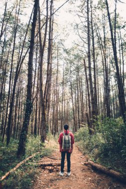 Akşam orman ormanda seyahat