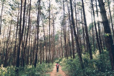 Akşam orman ormanda seyahat