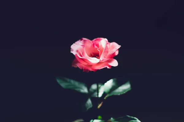 Fleur Roses Roses Dans Chambre — Photo