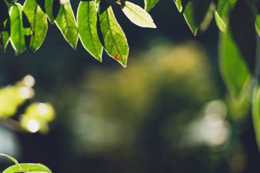 Yaprak, arka plan, yaprakları ve akşam ışığı